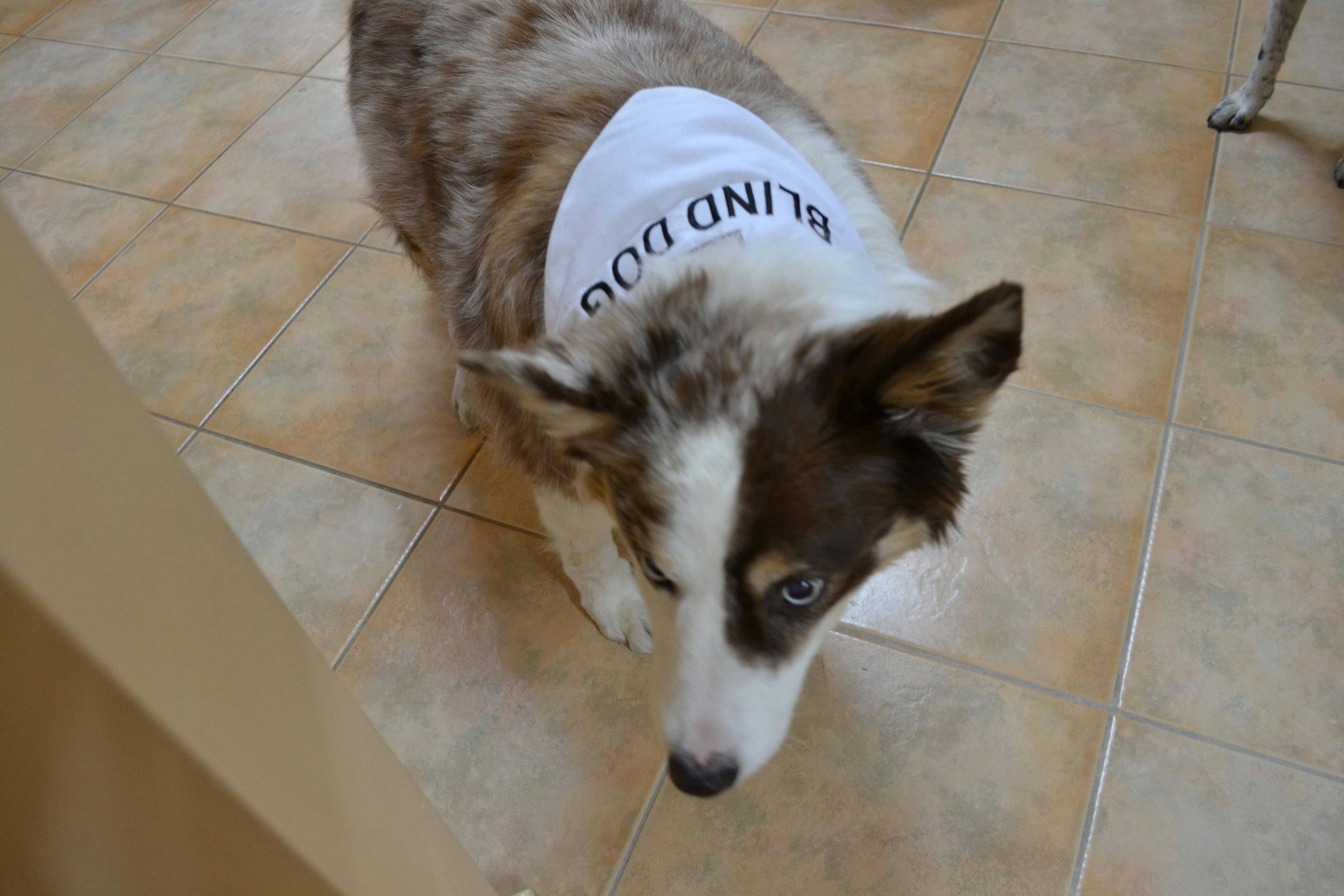 BLIND DOG Bandana Friendly Dog Collars